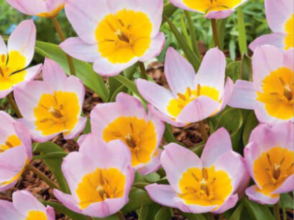 Тюльпан Бэкера. Скрин фото автора