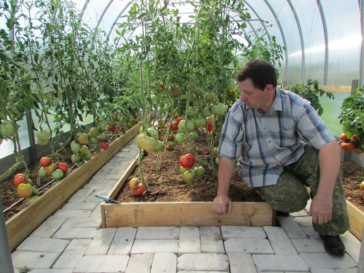 Томаты в теплице 6Х3 метра