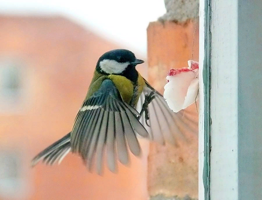 Птичка садится на окошко. Птицы на окна. Синичка за окном. Птички за окном. Птичка на балконе.