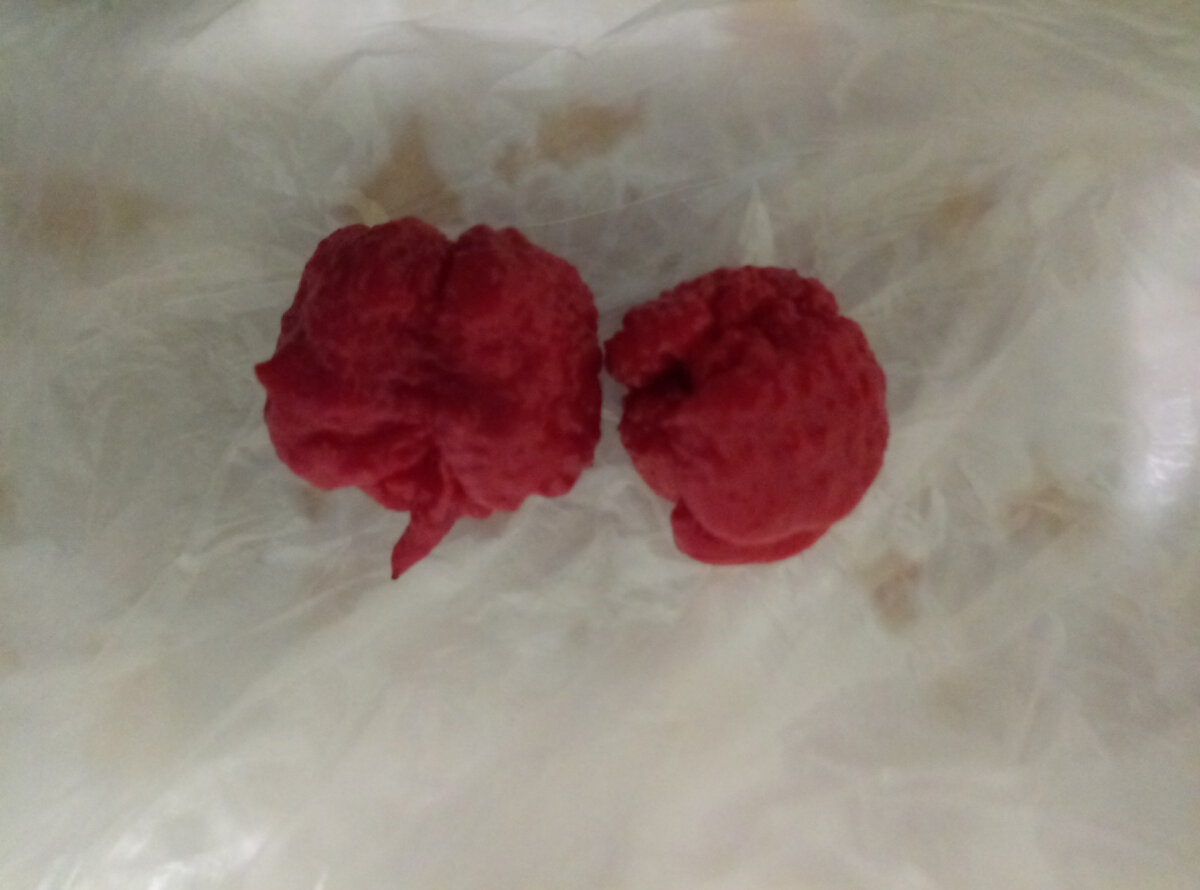 Вот таких красавцев вырастил в прошлом году