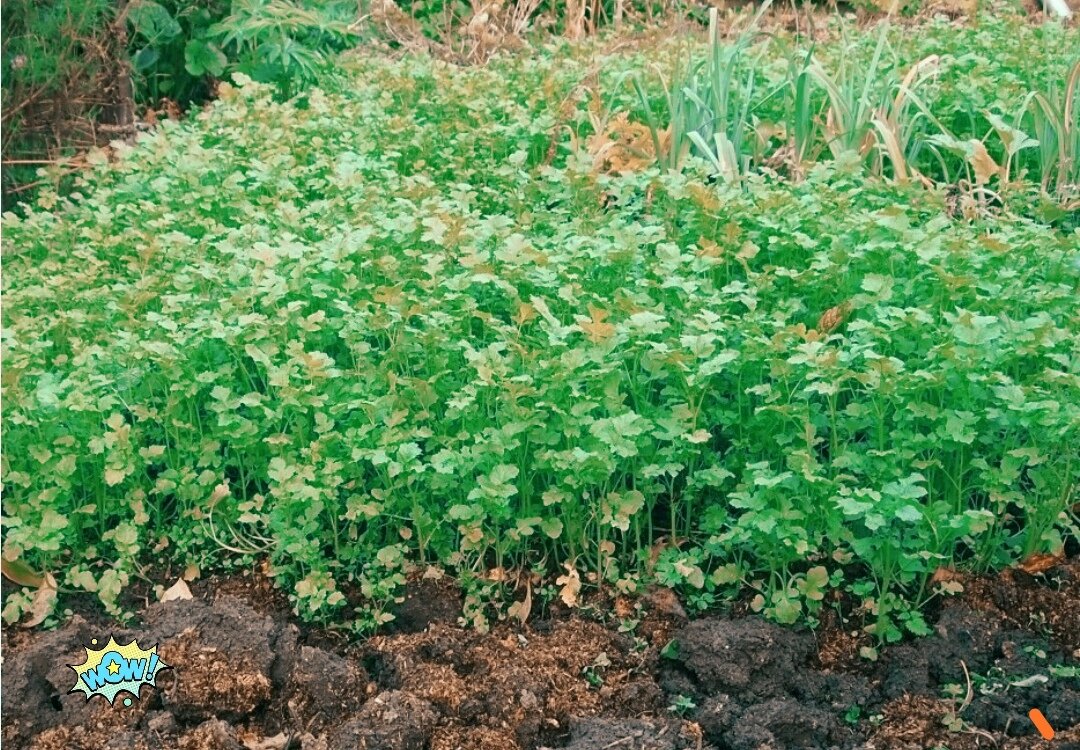 Та самая горчица