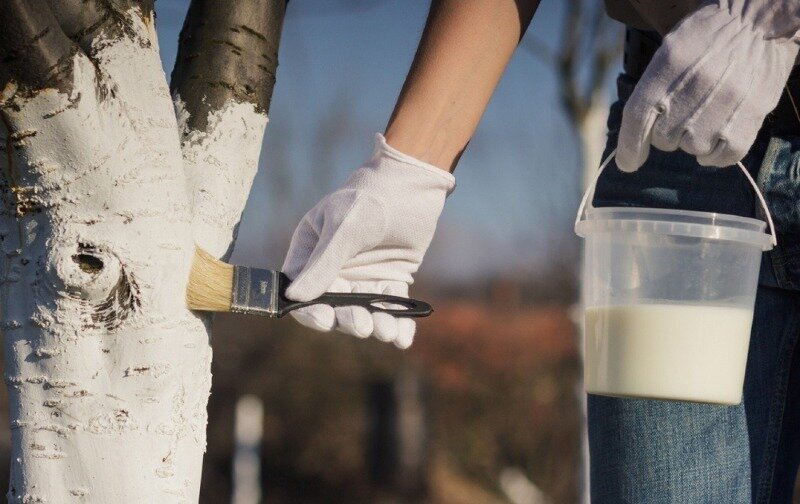 Вопреки расхожему мнению, побелка деревьев им только вредит. (Фото используется по стандартной лицензии ©hozvopros.com)