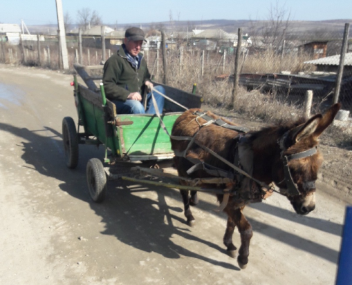 Село на юге Молдавии,встретил такого чудесного ослика)

