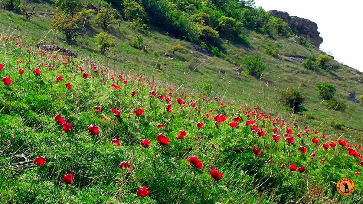 цветок в горах крыма