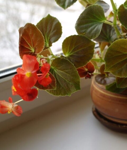 Бегония пятнистая — красивый растительный акцент с зелеными листьями в белый горошек