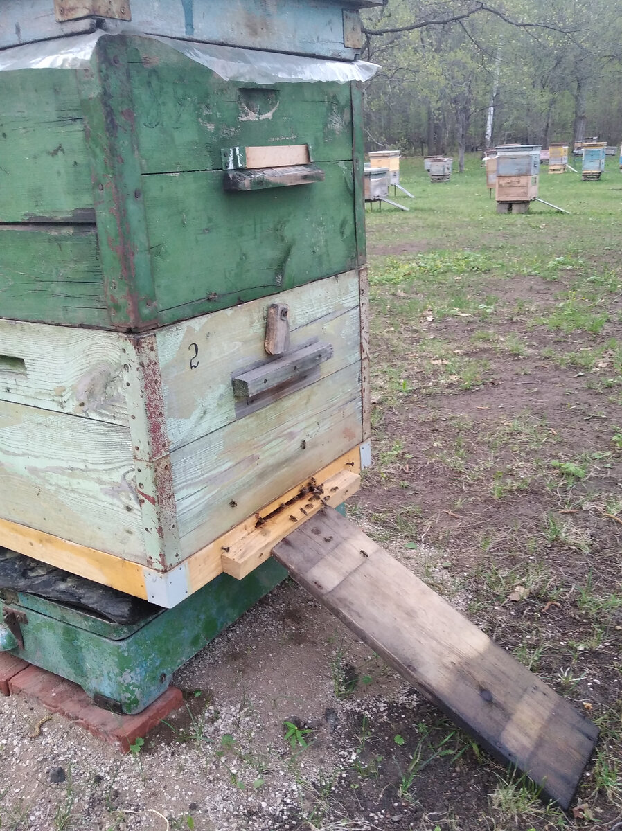 Фотографировал в семь часов вечера,пчелы ещё во всю работали