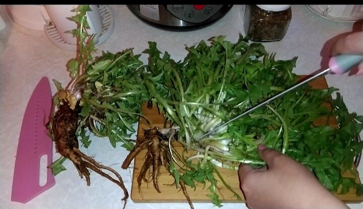 Корни и листья Одуванчика