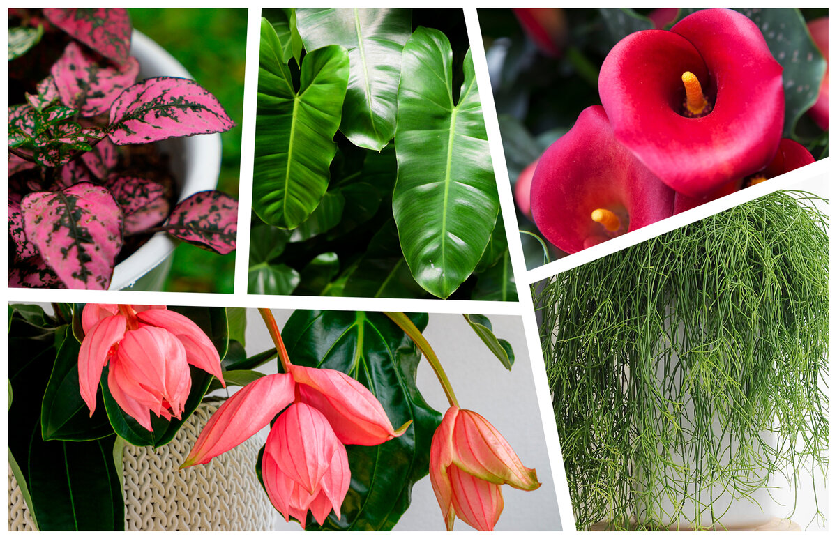 Среди любителей цветов стали появляться тренды как и в мире моды, украшая свой дом популярными или экзотическими растениями.