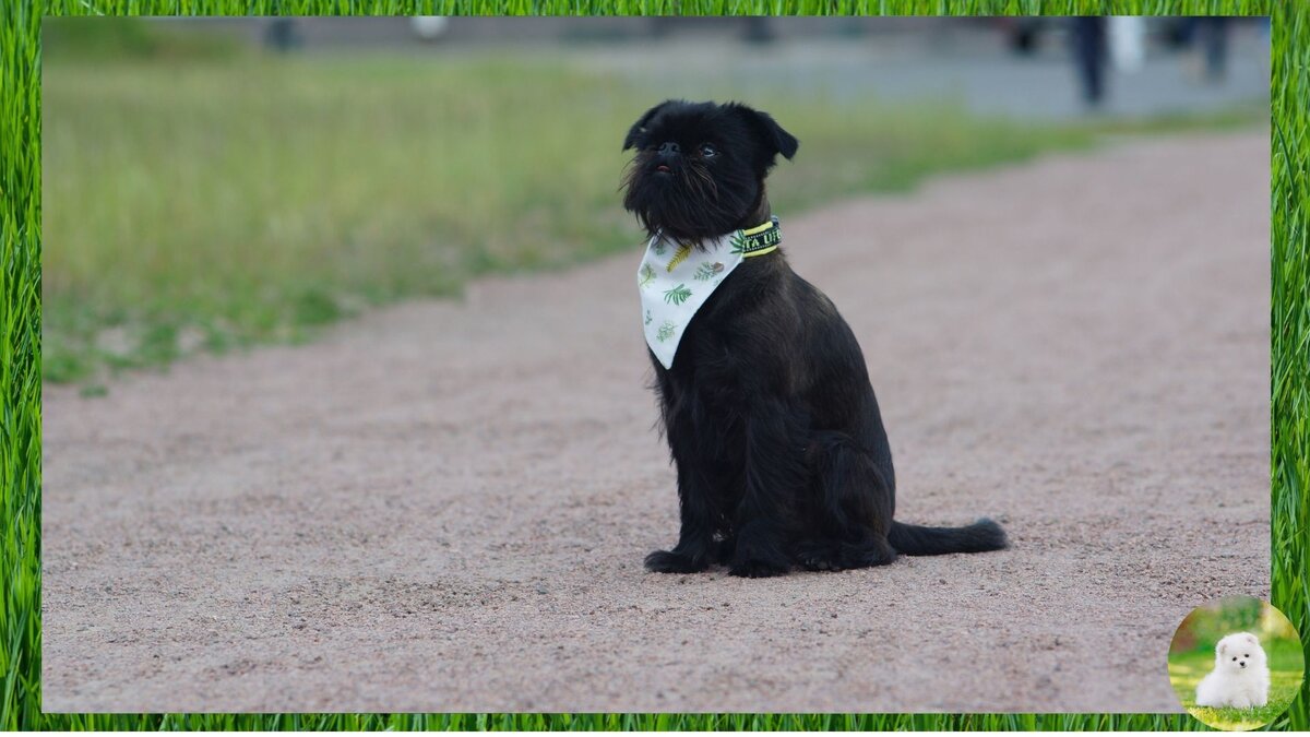 Команда ждать для собаки