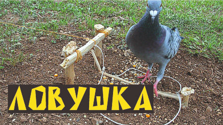 Ловушка для блох своими руками