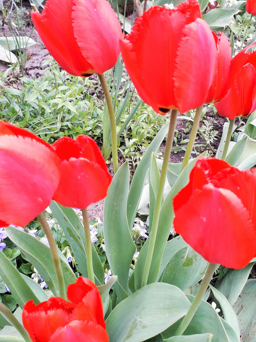 Раннее цветение