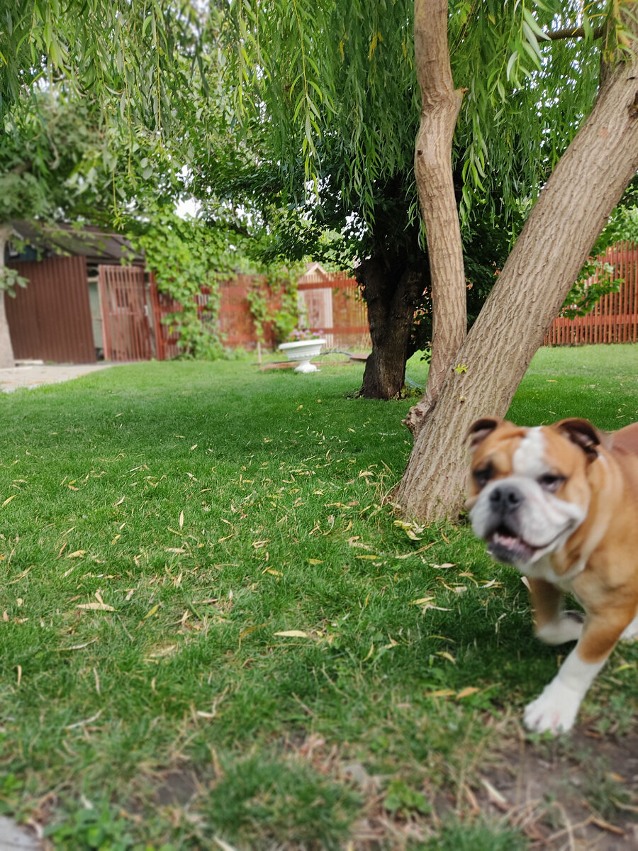 Вот такой не большой дворик с газоном у нас  был. 