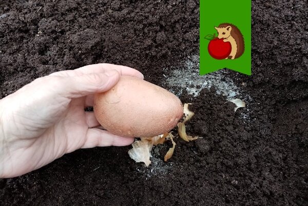 Что положить в лунку под картофель: 5 ингредиентов, которые увеличатурожайность и помогут вырастить крупный здоровый картофель