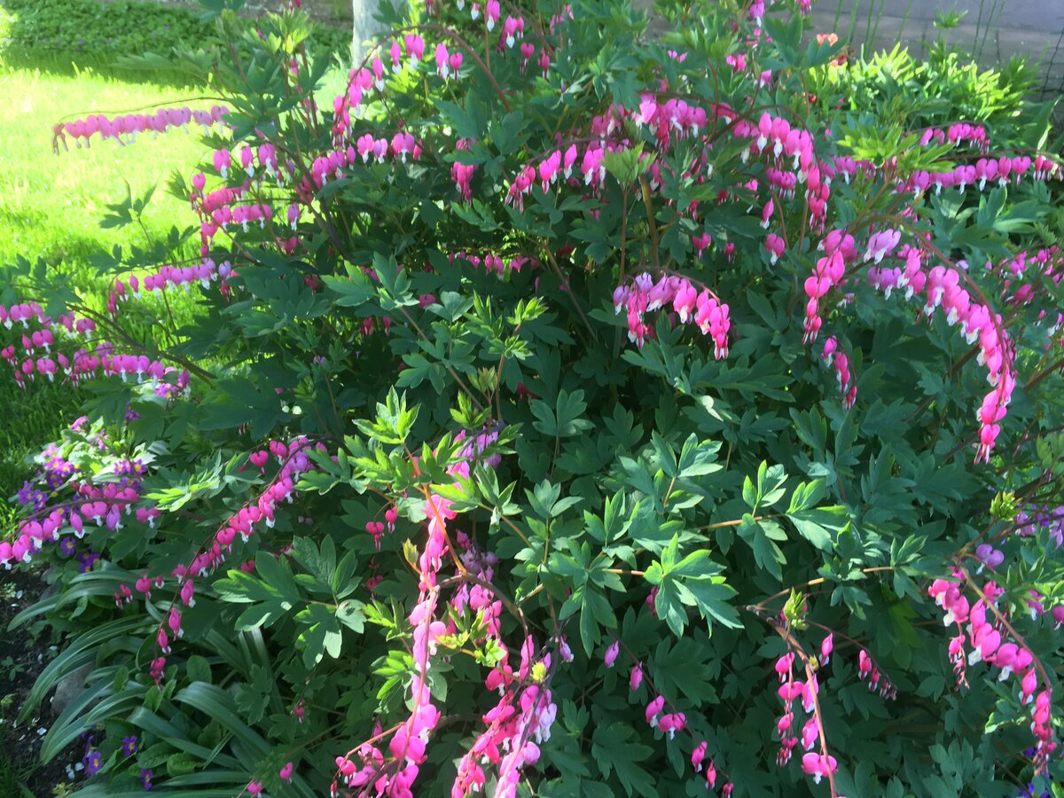 Дицентра на клумбе