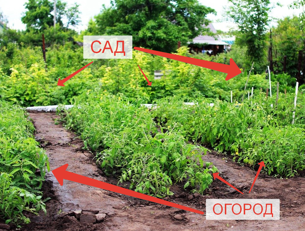 Работы в саду и огороде - май