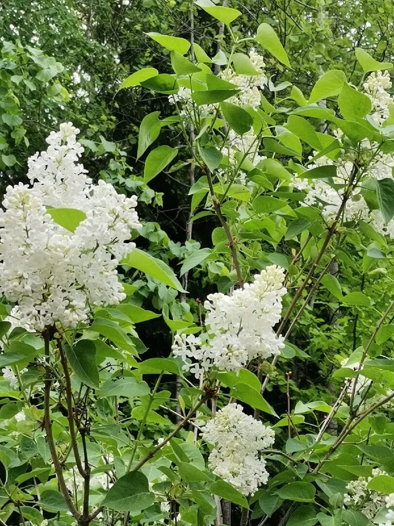 белая сирень