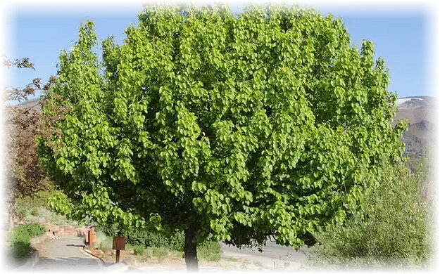 Регулярное формирование кроны груши жизненно необходимо в период всего плодоношения. Что даёт подобное действо, кроме комфортного сбора урожая и обилия груш?