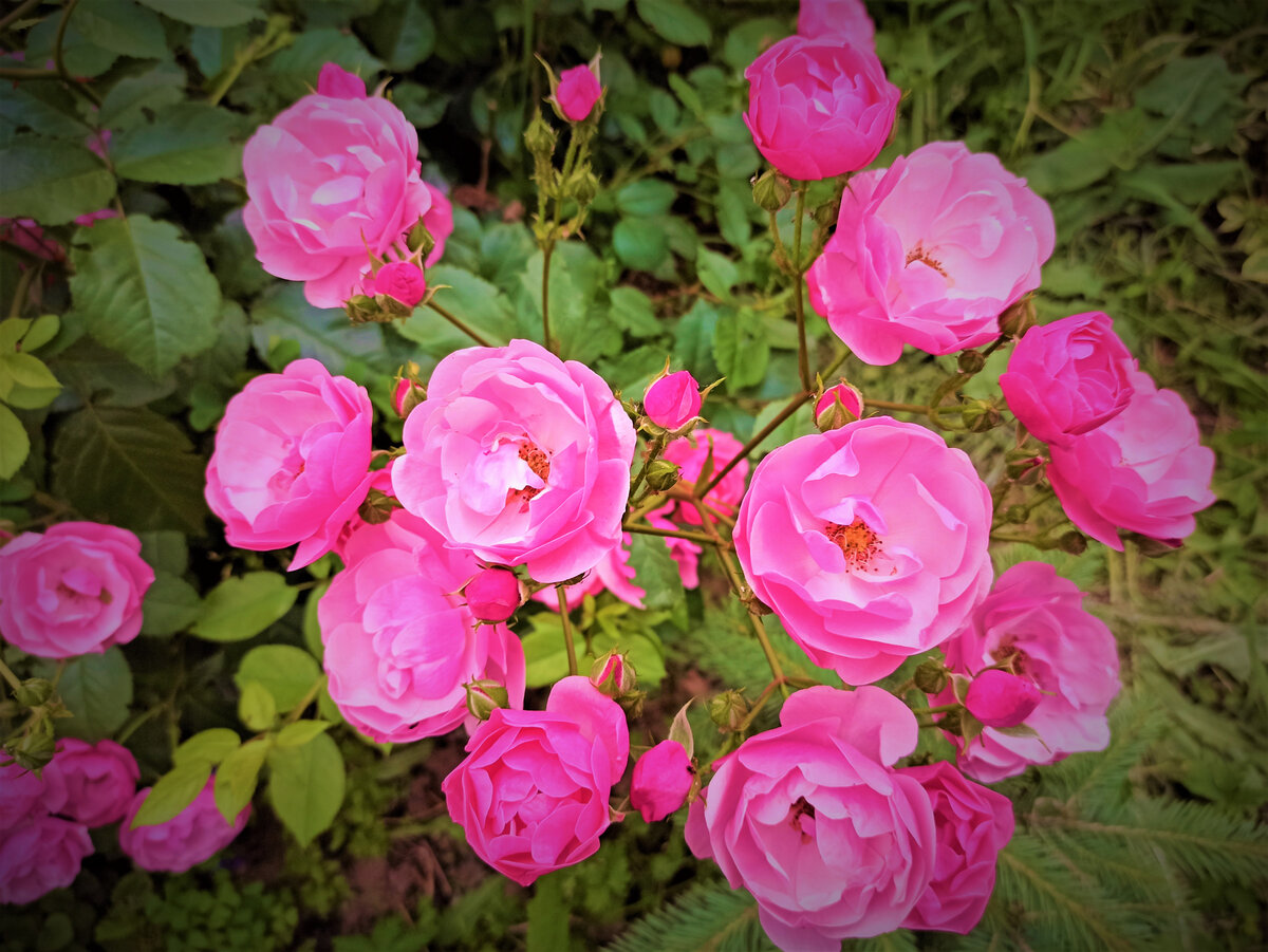  Роза Анжела. Фото автора.