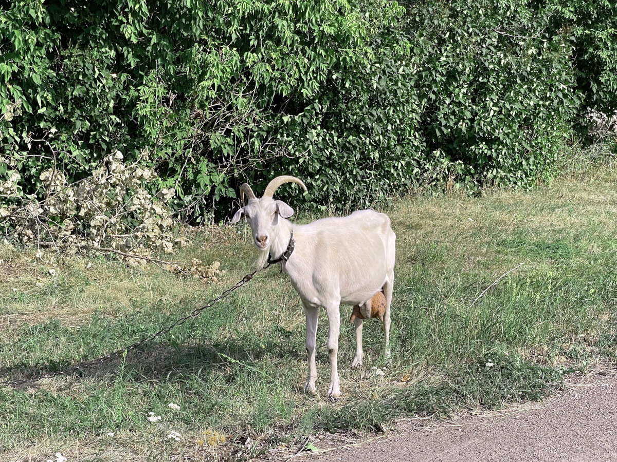 Деревенская коза // фото автора
