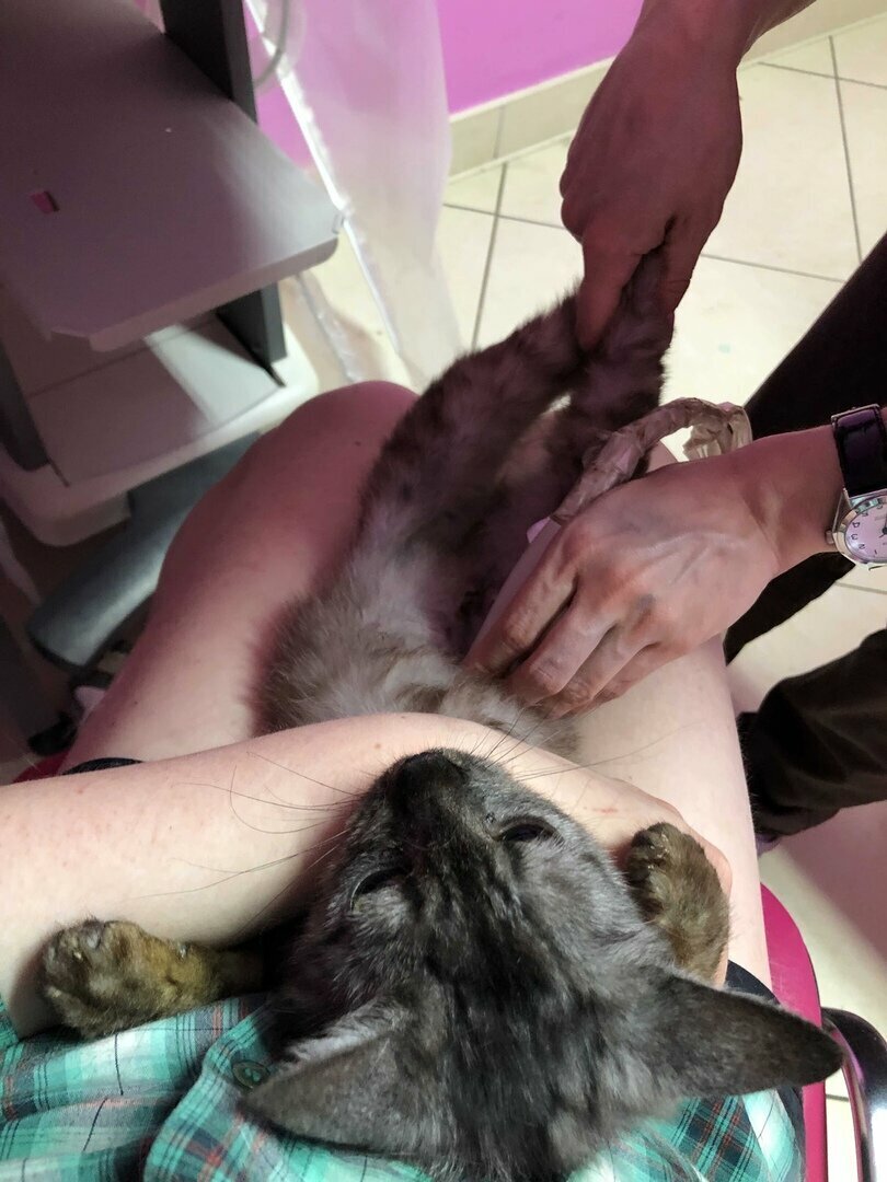 Статуэтка Нино на УЗИ