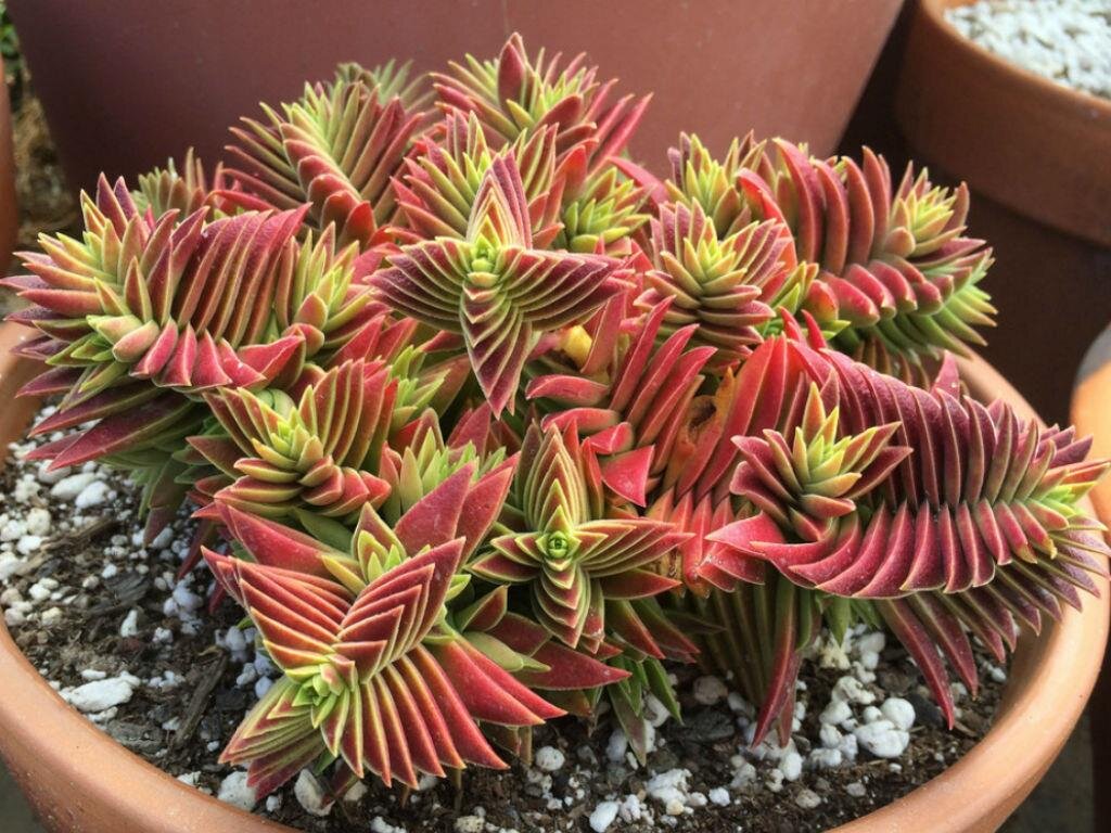 Crassula corymbulosa Крассула мелкоголовчатая
