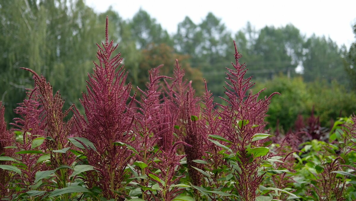 Растения, которые выращивают в ботаническом саду УрФУ, неприхотливые. Фото: Елизавета Веретенникова, фотоклуб УрФУ.