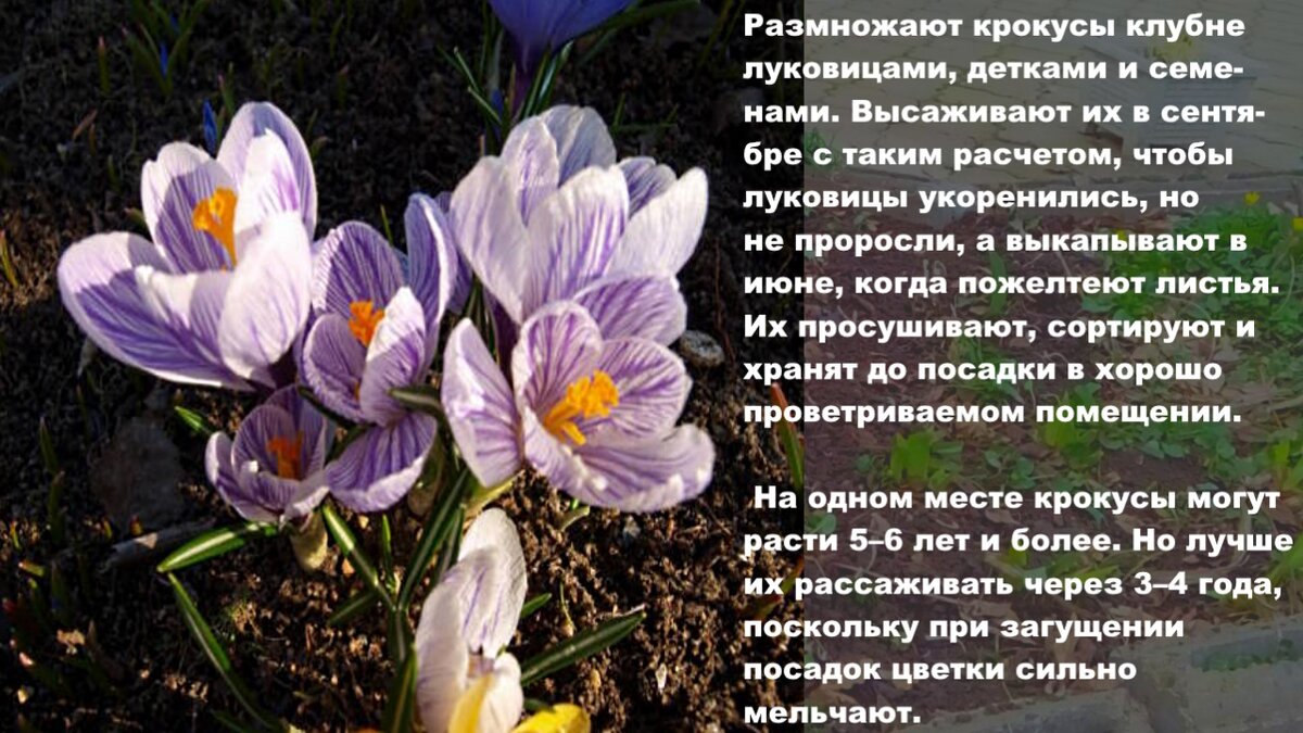 Фото с моего цветника