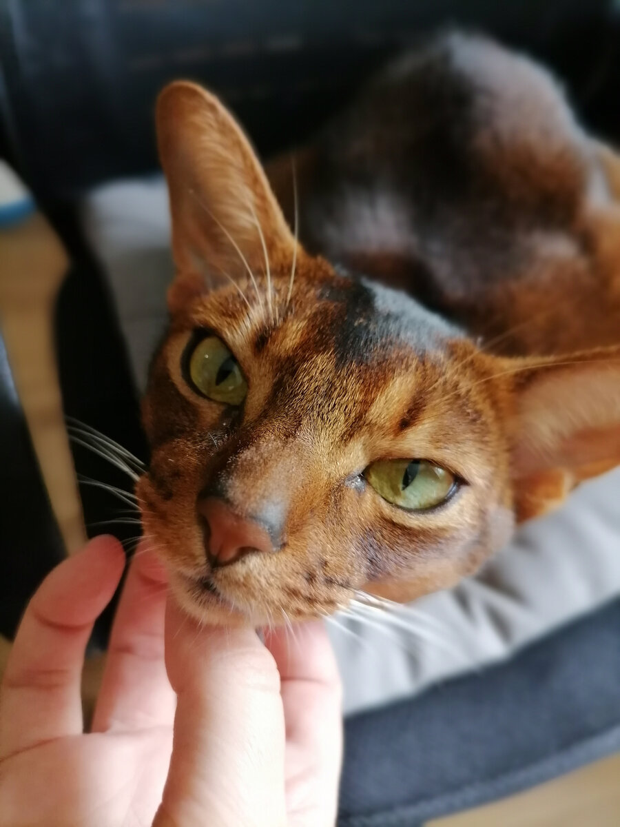 Автор и его котэ