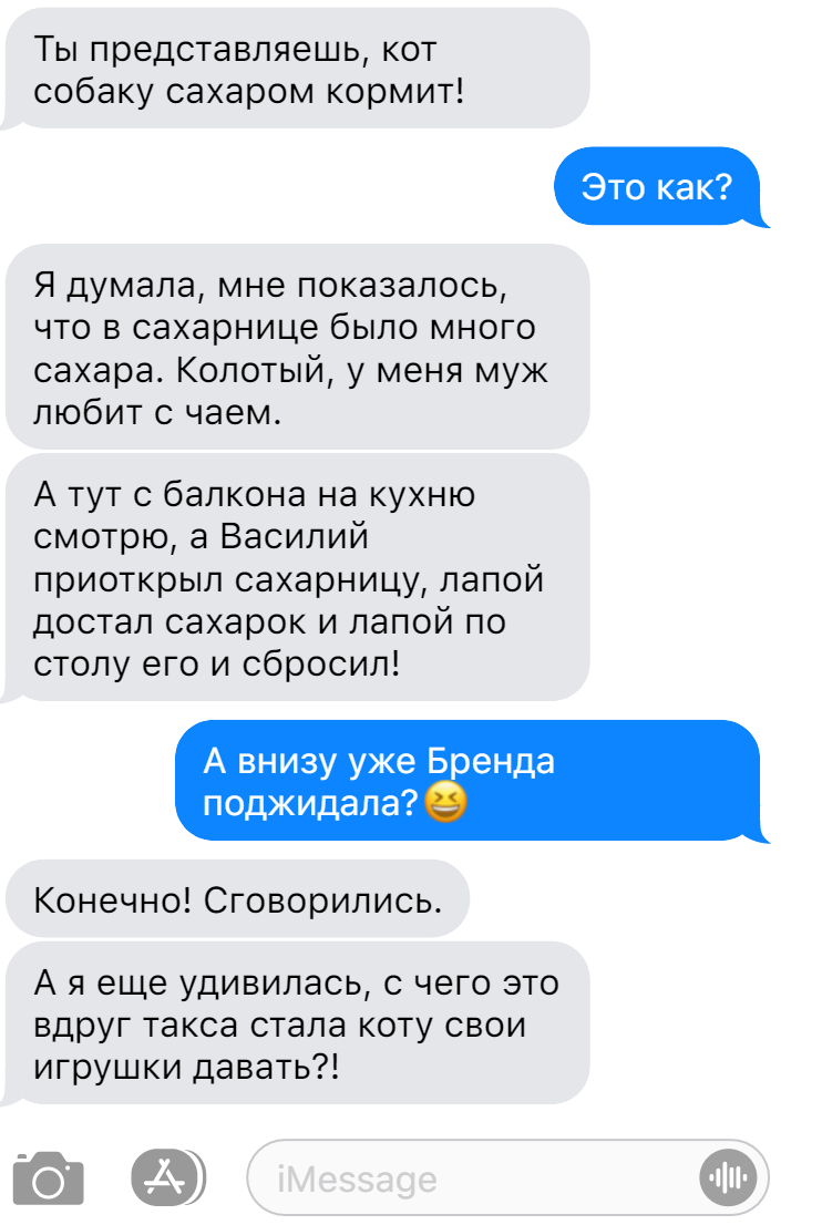 Записки ветеринара. Чем могут удивить коты, смешные переписки | СобачьЯ  жизнь | Дзен