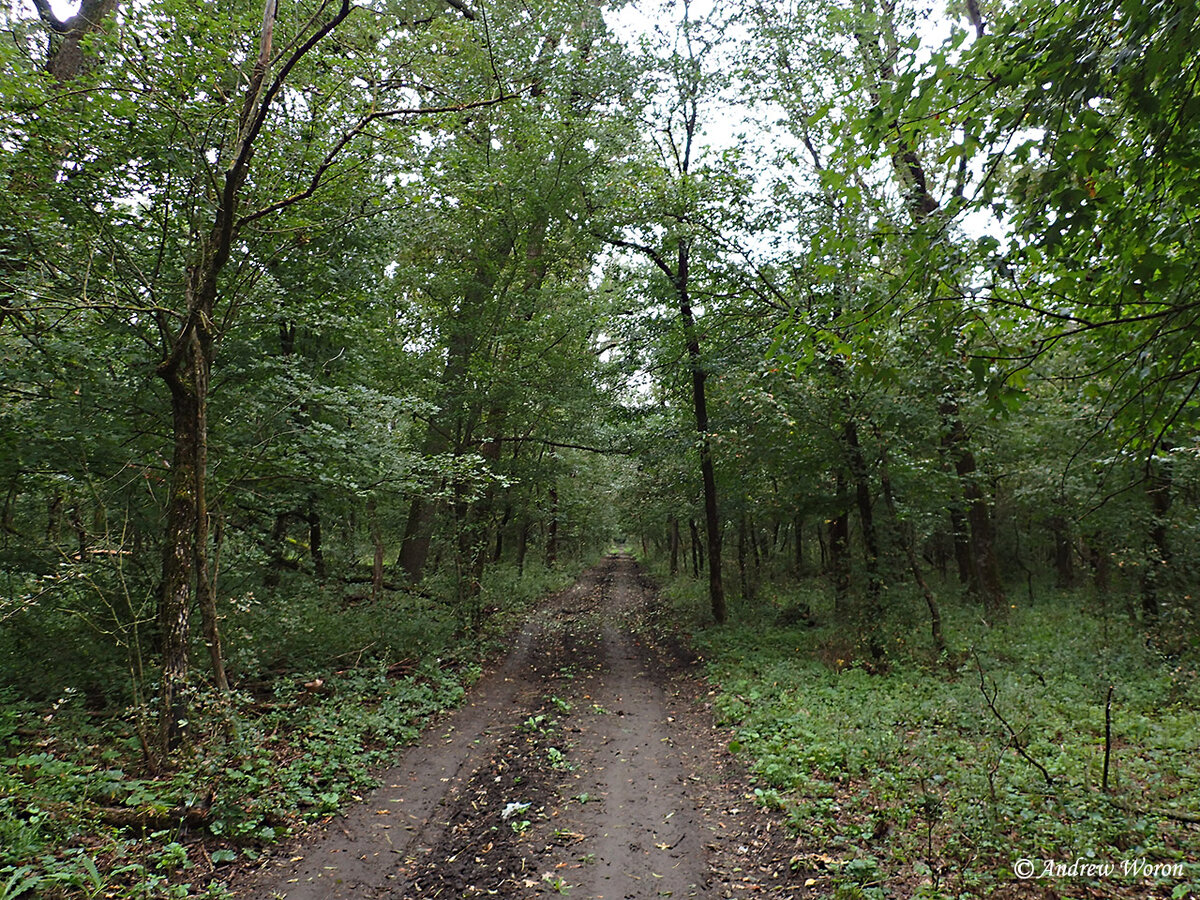 Просека через дубовый бор