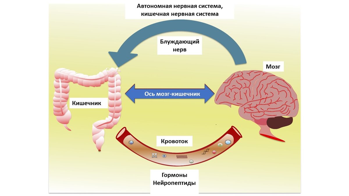 Микробиота — наш второй мозг! Насколько это правдиво? | НОВАБИОМ | Дзен