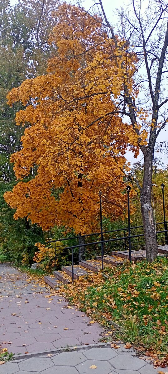 Золотая осень в Кондопоге