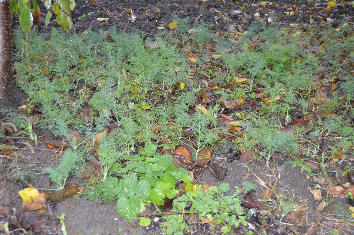 Фото автора. Укроп.