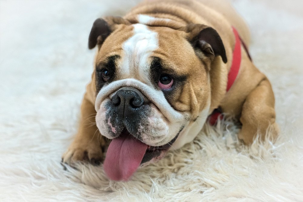 Английский бульдог Источник: Stratos Giannikos / Shutterstock.com