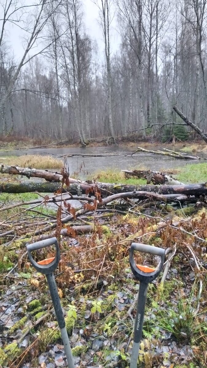 Лесная речка.
