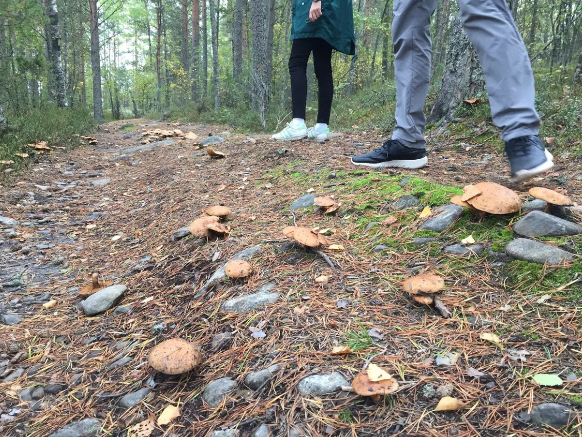 Где в каком лесу растут грибы. Грибы в Карелии. Лес белых грибов. Много белых в лесу. Карелия лес грибы.