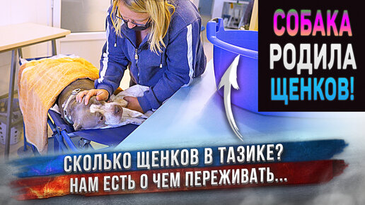 Собака родила щенков, но мы ей их пока не отдадим. Сколько щенков, какие они и в чем главная проблема?