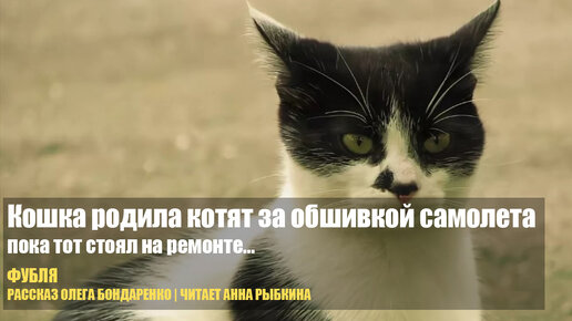 Кошка родила котят за обшивкой самолета, пока тот стоял на ремонте