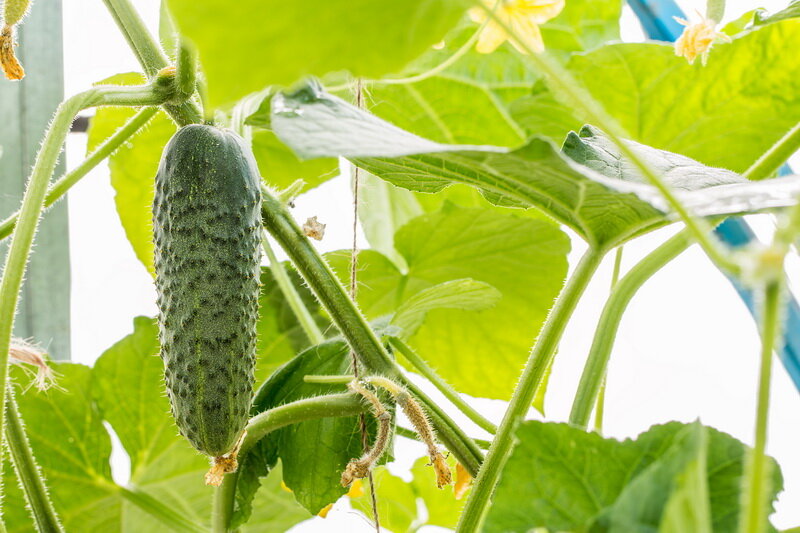 Огурцы в теплице