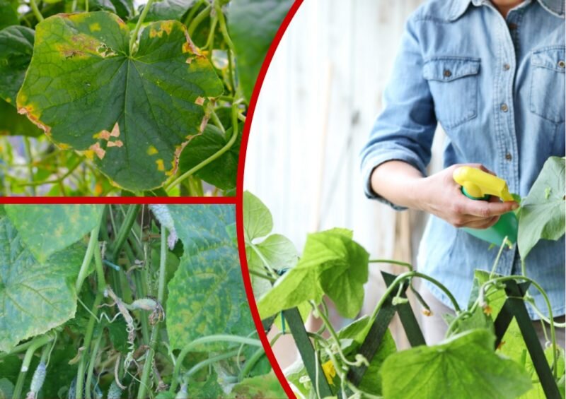 Мучнистая роса на огурцах