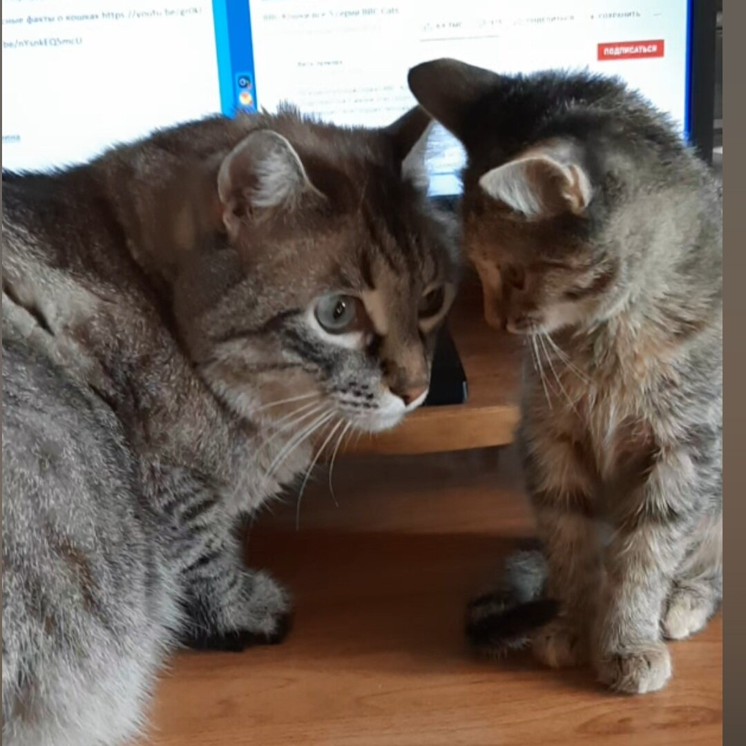 Гоша и Нюша. Фото из архивов автора 