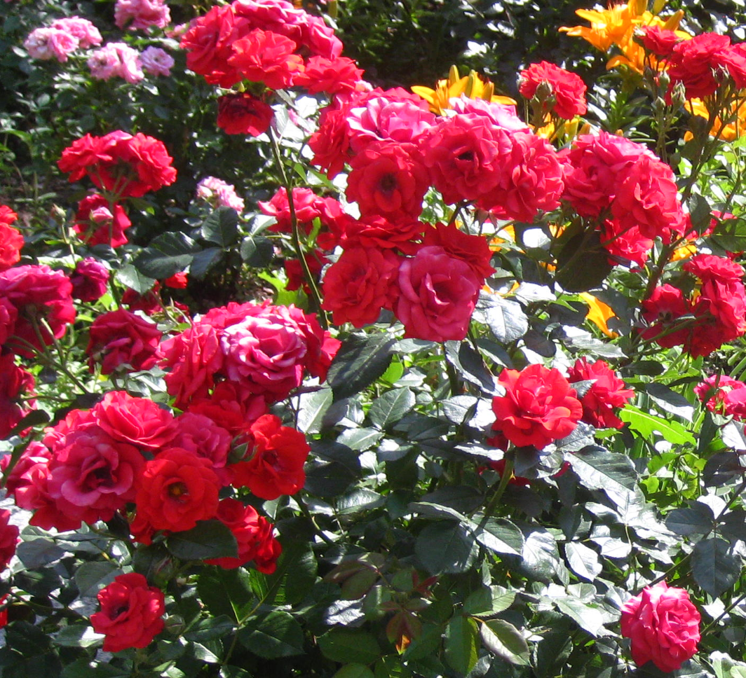 Роза считается цветком Богородицы, возможно по этой причине в Германии долгое время ёлку украшали розами