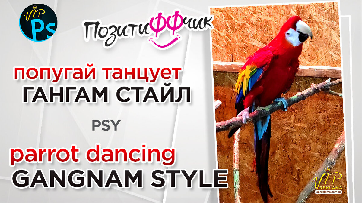 Попугай танцует ГАНГАМ СТАЙЛ - Parrot dancing GANGNAM STYLE | Уроки Фотошоп  | Наружная Реклама | Поклейка Самоклейки | Вывески | Полиграфия | Дзен