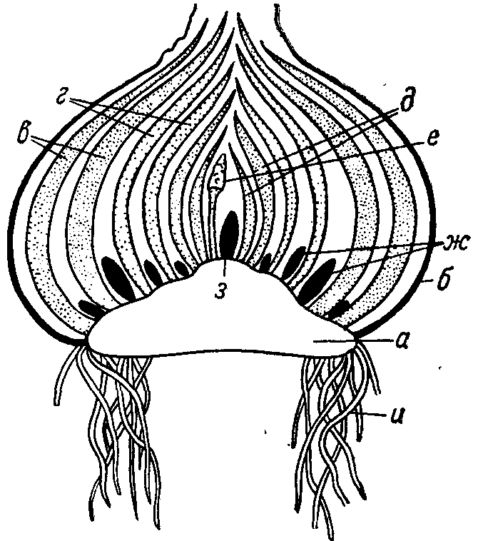 Общее строение луковицы. а- укороченный стебель(донце), б-чешуи, в,г,д, - листья разных лет, е - соцветие, ж - боковые почки, з - почка возобновления, и- корни.