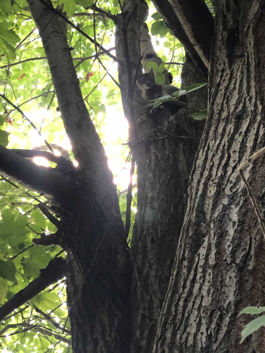 Малышка на дереве сидит