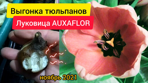 ⚫Выгонка тюльпанов/ пришла луковица из AUXAFLOR