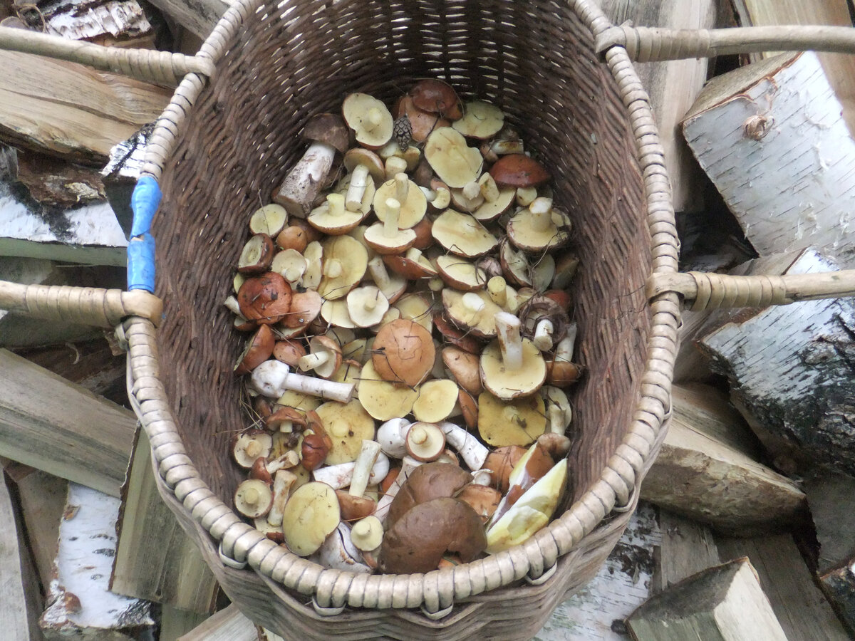 Маслята лета 2021, их то я и заморозила на зиму, чтобы сварить сегодня щи