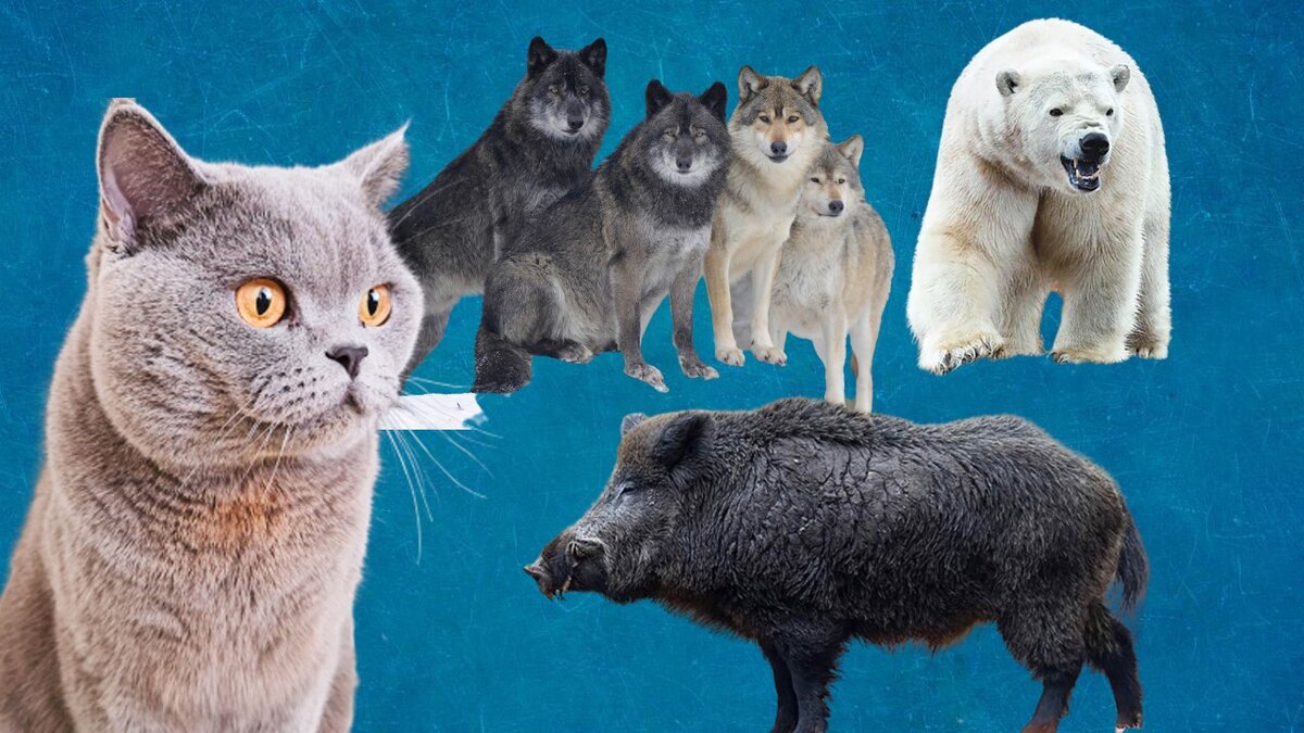 Стая волков, кабан с клыками, белый медведь и кот Лёня.