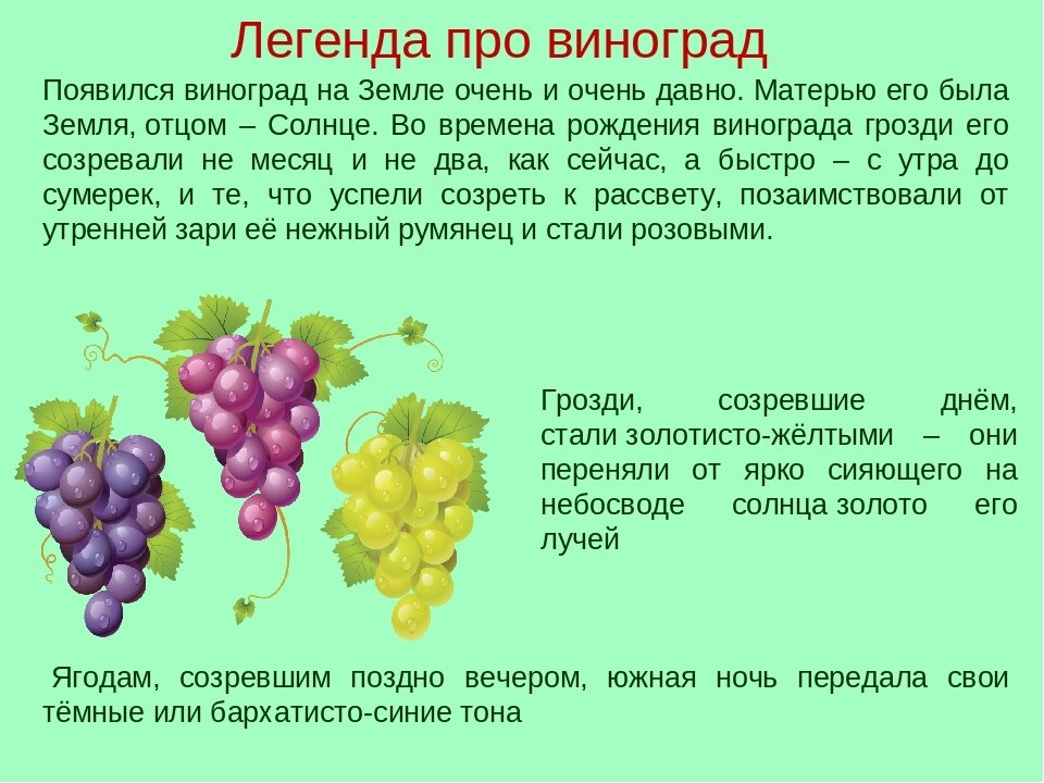 Рпс виноград описание. Сведения о винограде. Виноград интересные факты для детей. Сообщение о винограде. Виноград презентация.