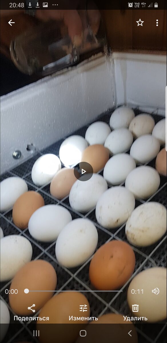 Яички в инкубаторе